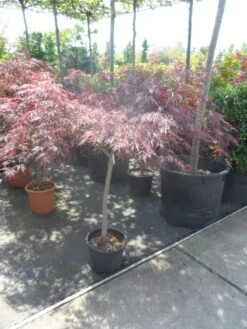 Japanse Esdoorn Op Stam (Acer Palmatum 'Tamuke Yama') -Directplant Winkel acer palmatum tamukeyama halfstam c20