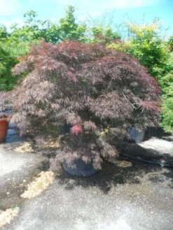 Japanse Esdoorn Op Stam (Acer Palmatum 'Tamuke Yama') -Directplant Winkel acer palmatum tamukeyama halfstam c200 extra 1