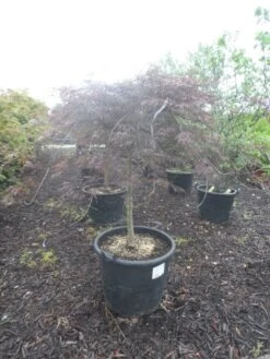 Japanse Esdoorn Op Stam (Acer Palmatum 'Tamuke Yama') -Directplant Winkel acer palmatum tamukeyama halfstam c90