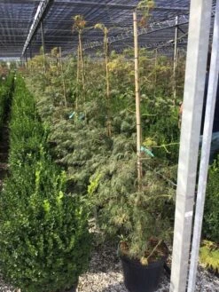 Japanse Esdoorn (Acer Palmatum 'Viridis') -Directplant Winkel acer palmatum viridis 100 125