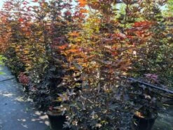 Rode Esdoorn Beveerd (Acer Platanoides 'Crimson Sentry') -Directplant Winkel acer plat crimson sentry 200250 cm