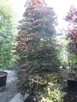 Rode Esdoorn Beveerd (Acer Platanoides 'Crimson Sentry') -Directplant Winkel acer platanoides crimson sentry 250 300 c240