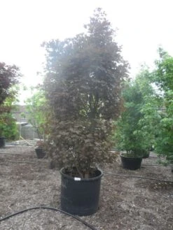 Rode Esdoorn Beveerd (Acer Platanoides 'Crimson Sentry') -Directplant Winkel acer platanoiodes crimson sentry 250 300 400 c500 solitair