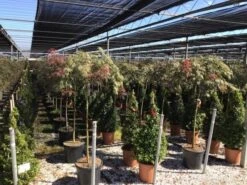 Japanse Esdoorn Op Stam (Acer Palmatum 'Tamuke Yama') -Directplant Winkel acer rossi palm. diss. tamukeyama halfstam