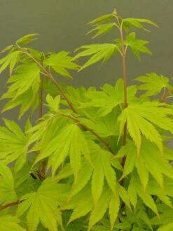 Japanse Esdoorn (Acer Shirasawanum 'Jordan') -Directplant Winkel acer shir. jordan 2 1