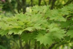 Japanse Esdoorn (Acer Shirasawanum 'Aureum') -Directplant Winkel acer shirasawanum aureum 1 1