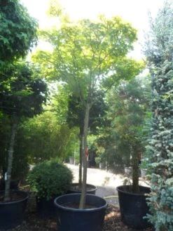 Japanse Esdoorn (Acer Shirasawanum 'Aureum') -Directplant Winkel acer shirasawanum aureum 20 25ho c350