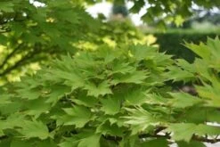 Japanse Esdoorn (Acer Shirasawanum 'Aureum') -Directplant Winkel acer shirasawanum aureum 2 1