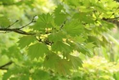 Japanse Esdoorn (Acer Shirasawanum 'Aureum') -Directplant Winkel acer shirasawanum aureum 4