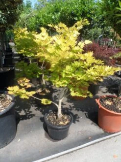 Japanse Esdoorn (Acer Shirasawanum 'Aureum') -Directplant Winkel acer shirasawanum aureum 60 80 100 c12 1