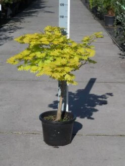 Japanse Esdoorn (Acer Shirasawanum 'Aureum') -Directplant Winkel acer shirasawanum aureum c12