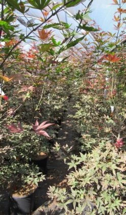 Japanse Esdoorn (Acer Palmatum 'Skeeter's Broom') -Directplant Winkel acer skeeters broom 125 150 is al simpel product van