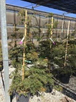 Japanse Esdoorn (Acer Palmatum 'Viridis') -Directplant Winkel acer verdi palm. diss. viridis 150 175