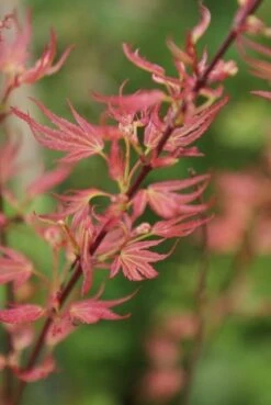 Japanse Esdoorn (Acer Palmatum 'Wilson's Pink Dwarf') -Directplant Winkel acer wilsons pink dwarf 1 1