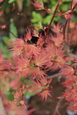 Japanse Esdoorn (Acer Palmatum 'Wilson's Pink Dwarf') -Directplant Winkel acer wilsons pink dwarf 3