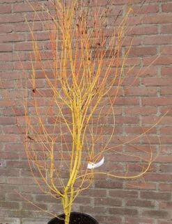 Japanse Esdoorn (Acer Palmatum 'Bi Hoo') -Directplant Winkel acerbihoo01