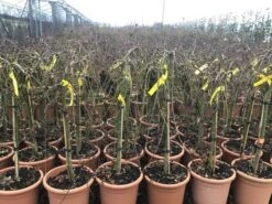 Japanse Esdoorn Op Stam (Acer Palmatum 'Ryusen') 7 Japanse Esdoorn Op Stam (Acer Palmatum 'Ryusen') -Directplant Winkel acerryusen02