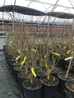 Japanse Esdoorn (Acer Palmatum 'Summer Gold') -Directplant Winkel acersummergold 1