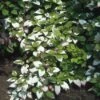 Sierkiwi (Actinidia Kolomikta) -Directplant Winkel ackolomi 2 1