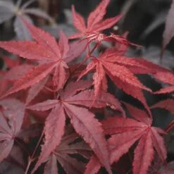 Japanse Esdoorn (Acer Palmatum 'Atropurpureum') -Directplant Winkel acpatrop 9