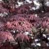 Japanse Esdoorn (Acer Palmatum 'Bloodgood') -Directplant Winkel acpblood 12 1