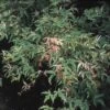 Japanse Esdoorn (Acer Palmatum 'Butterfly') -Directplant Winkel acpbutte 8
