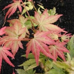 Japanse Esdoorn (Acer Palmatum 'Orange Dream') -Directplant Winkel acpodrea 4 1