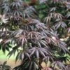 Japanse Esdoorn (Acer Palmatum 'Trompenburg')