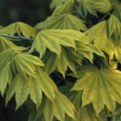 Japanse Esdoorn (Acer Shirasawanum 'Aureum') -Directplant Winkel acsaureu 8 1