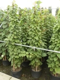 Sierkiwi (Actinidia Kolomikta) 11 Sierkiwi (Actinidia Kolomikta) -Directplant Winkel actinidia kolomikta 11 1