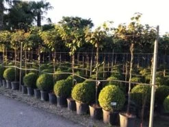 Kiwiplant Als Dakboom (Actinidia Chinensis) -Directplant Winkel actinidia chinensis deliciosa dak