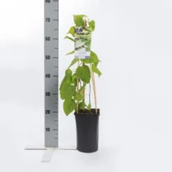 Sierkiwi (Actinidia Kolomikta) 9 Sierkiwi (Actinidia Kolomikta) -Directplant Winkel actinidia kolomikta 1