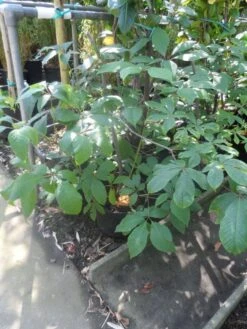 Herfstpaardenkastanje (Aesculus Parviflora) -Directplant Winkel aesculus parviflora 60 80 c7 10