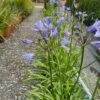 Afrikaanse Lelie (Agapanthus 'Blue Storm') -Directplant Winkel agapanthus 1