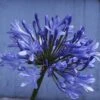 Afrikaanse Lelie (Agapanthus 'Ever Sapphire') -Directplant Winkel agapanthus africanus x