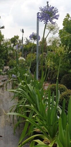 Afrikaanse Lelie (Agapanthus Umbellatus 'Ovatus') -Directplant Winkel agapanthus blauw 1