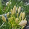 Afrikaanse Lelie (Agapanthus Umbellatus 'Albus') -Directplant Winkel agapanthus bloem