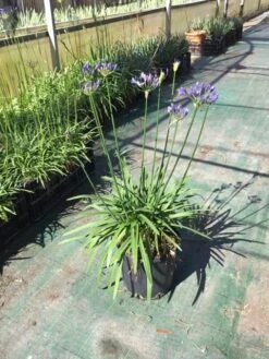 Afrikaanse Lelie (Agapanthus 'Blue Storm') -Directplant Winkel agapanthus blue storm