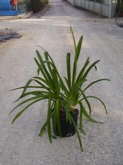 Afrikaanse Lelie (Agapanthus Umbellatus 'Ovatus') -Directplant Winkel agapanthus umbellatus ovatus