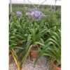Afrikaanse Lelie (Agapanthus Umbellatus 'Ovatus') -Directplant Winkel agapanthus umbellatus ovatus c15