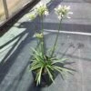 Afrikaanse Lelie (Agapanthus 'White Storm')