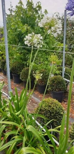 Afrikaanse Lelie (Agapanthus Umbellatus 'Albus') -Directplant Winkel agapanthus wit