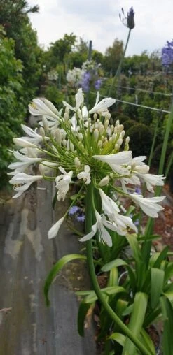 Afrikaanse Lelie (Agapanthus Umbellatus 'Albus') -Directplant Winkel agapanthus wit 2