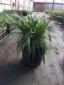 Afrikaanse Lelie (Agapanthus Africanus 'Silver Baby') -Directplant Winkel agapanthusafricanus01 2