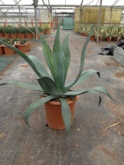 Agave (Agave Americana) -Directplant Winkel agave americana c12