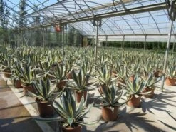 Agave (Agave Americana 'Variegata') 15 Agave (Agave Americana 'Variegata') -Directplant Winkel agave americana variegata