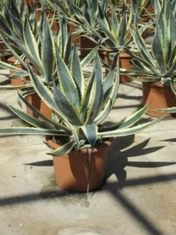 Agave (Agave Americana 'Variegata') 12 Agave (Agave Americana 'Variegata') -Directplant Winkel agave americana variegata 2