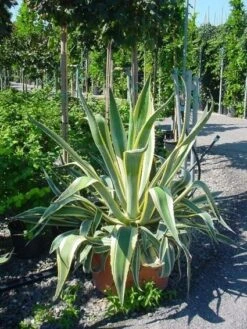 Agave (Agave Americana 'Variegata') -Directplant Winkel agave americana variegata 4 1