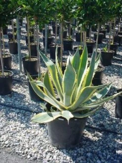 Agave (Agave Americana 'Variegata') 13 Agave (Agave Americana 'Variegata') -Directplant Winkel agave americana variegata 4 1