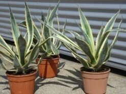 Agave (Agave Americana 'Variegata') 14 Agave (Agave Americana 'Variegata') -Directplant Winkel agave americana variegata 5